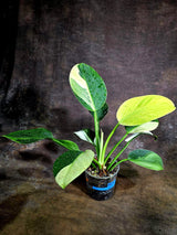 Variegated Philodendron Birkin Aurea – (Aug-4-25-ER)