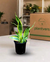 Sansevieria Gold Star Hahnii in a 4" Nursery Pot - Golden Bird's Nest Snake Plant - Dwarf Snake Plant - Live Indoor Houseplant
