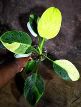 Variegated Philodendron Birkin Aurea – (Aug-4-25-ER)