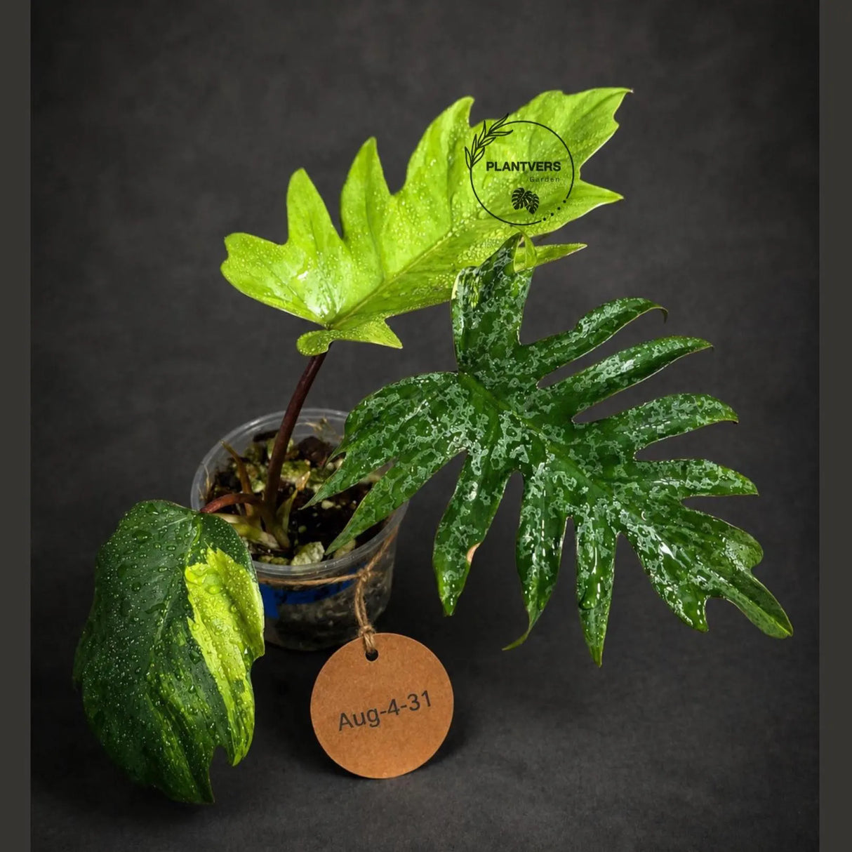 Variegated Philodendron Mayoi - Rare Variegated Fern Leaf (Aug-4-31-ER)