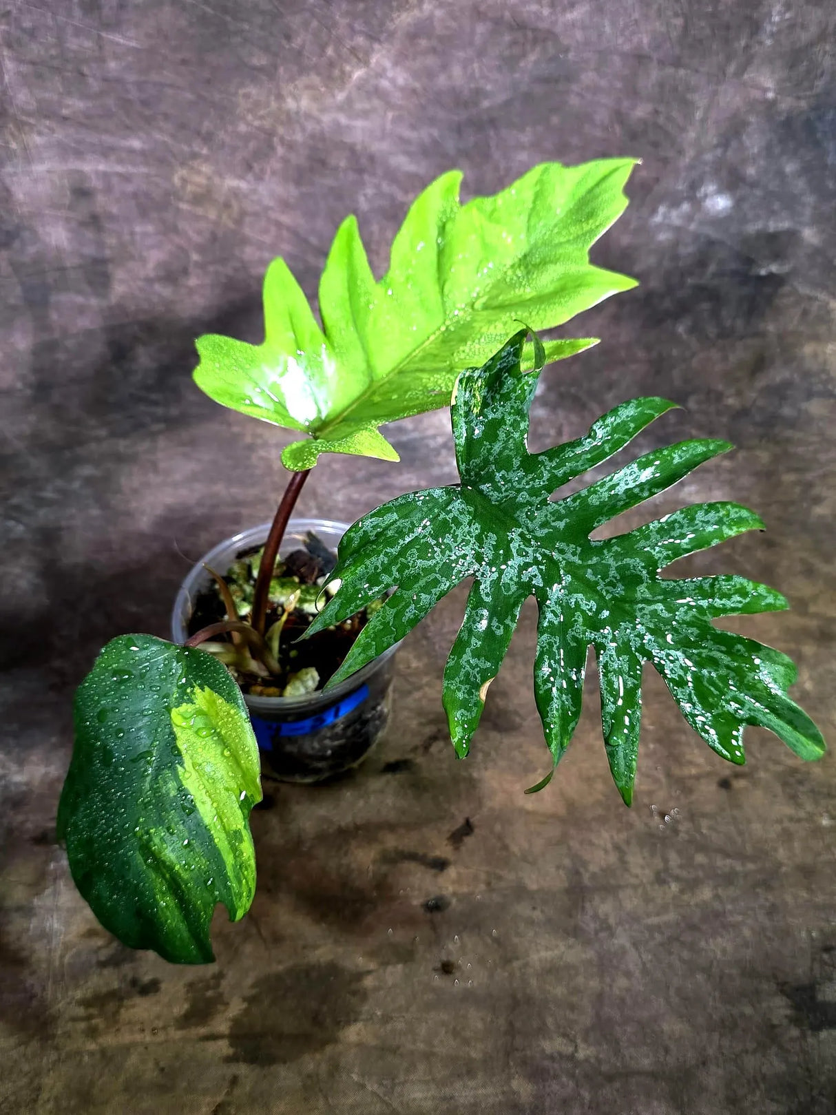 Variegated Philodendron Mayoi - Rare Variegated Fern Leaf (Aug-4-31-ER)