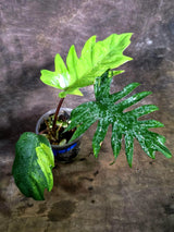 Variegated Philodendron Mayoi - Rare Variegated Fern Leaf (Aug-4-31-ER)