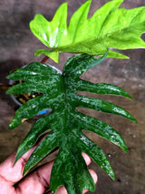 Variegated Philodendron Mayoi - Rare Variegated Fern Leaf (Aug-4-31-ER)