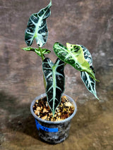Alocasia Bambino Albo Variegated Live Plant - Rare Elephant Ear (Aug-4-46-ER)