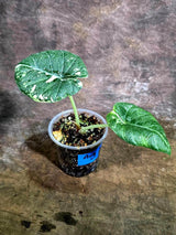 Alocasia Maharani Albo Variegated Live Plant - (Aug-4-45-ER)