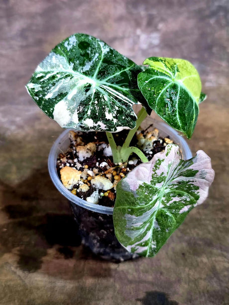 Alocasia Reginula Black Velvet Pink Variegated (Aug-4-57-ER)