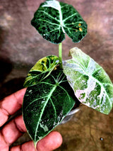 Alocasia Reginula Black Velvet Pink Variegated -(Aug-4-48-ER)