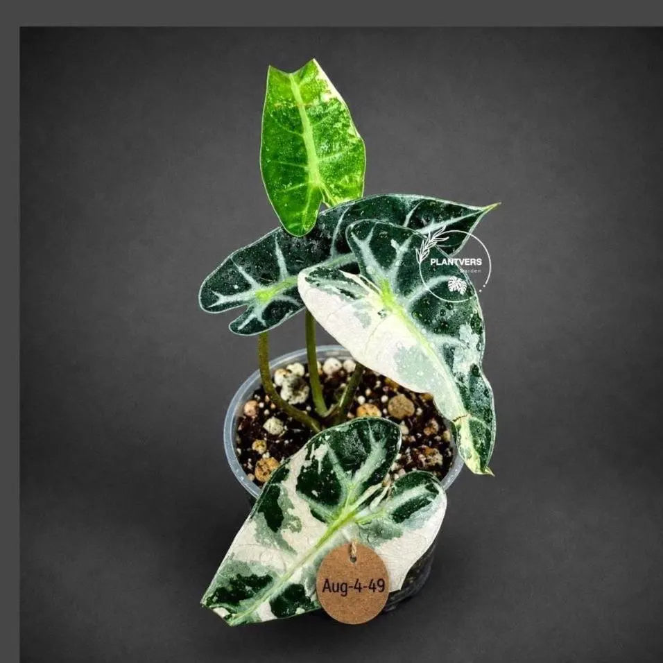 Alocasia Reginula Black Velvet Pink Variegated -(Aug-4-49-ER)