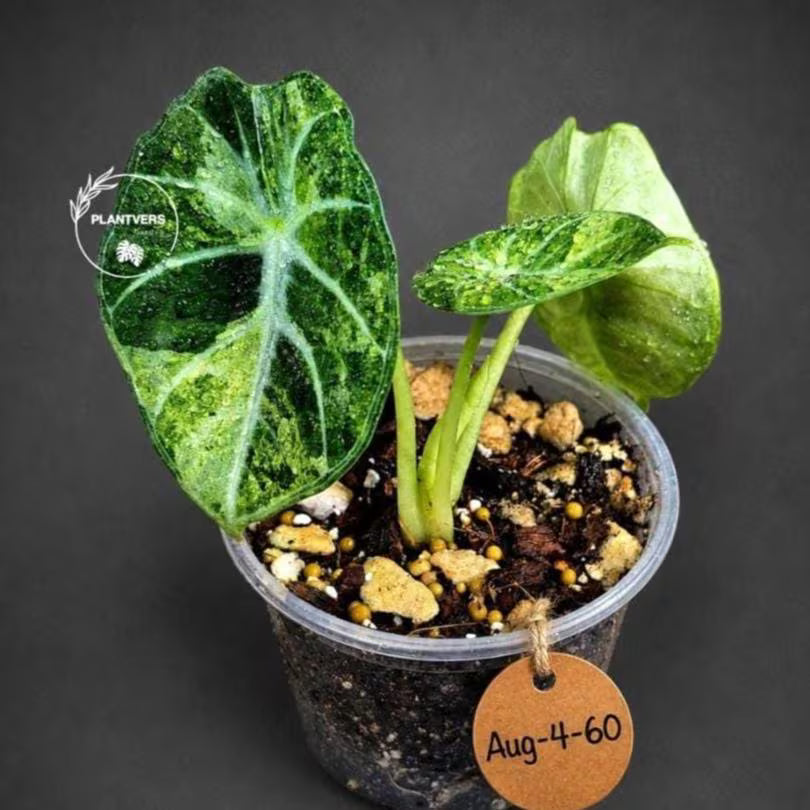 Alocasia Black Velvet Splash - Rare Variegated Alocasia (Aug-4-60-ER)