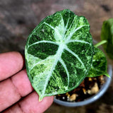 Alocasia Black Velvet Splash - Rare Variegated Alocasia (Aug-4-60-ER)