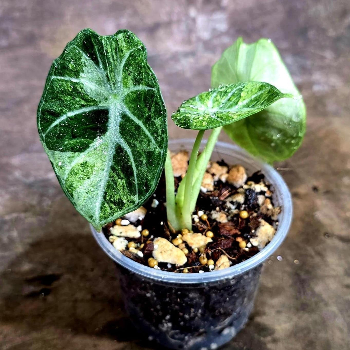 Alocasia Black Velvet Splash - Rare Variegated Alocasia (Aug-4-60-ER)