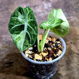 Alocasia Black Velvet Splash - Rare Variegated Alocasia (Aug-4-60-ER)