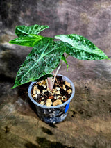 Variegated Alocasia Pink Dragon Albo Plant (Aug-4-51-ER)