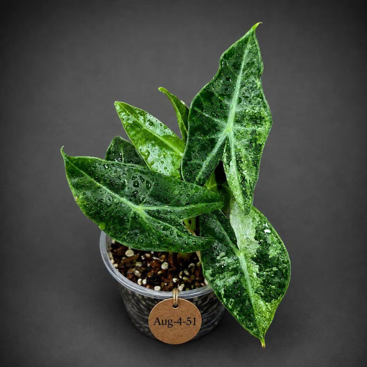 Variegated Alocasia Pink Dragon Albo Plant (Aug-4-51-ER)