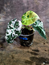Alocasia Reginula Black Velvet Pink Variegated (Aug-4-53-ER)
