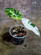 Alocasia Reginula Black Velvet Pink Variegated (Aug-4-54-ER)