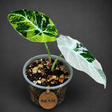Alocasia Reginula Black Velvet Pink Variegated (Aug-4-54-ER)