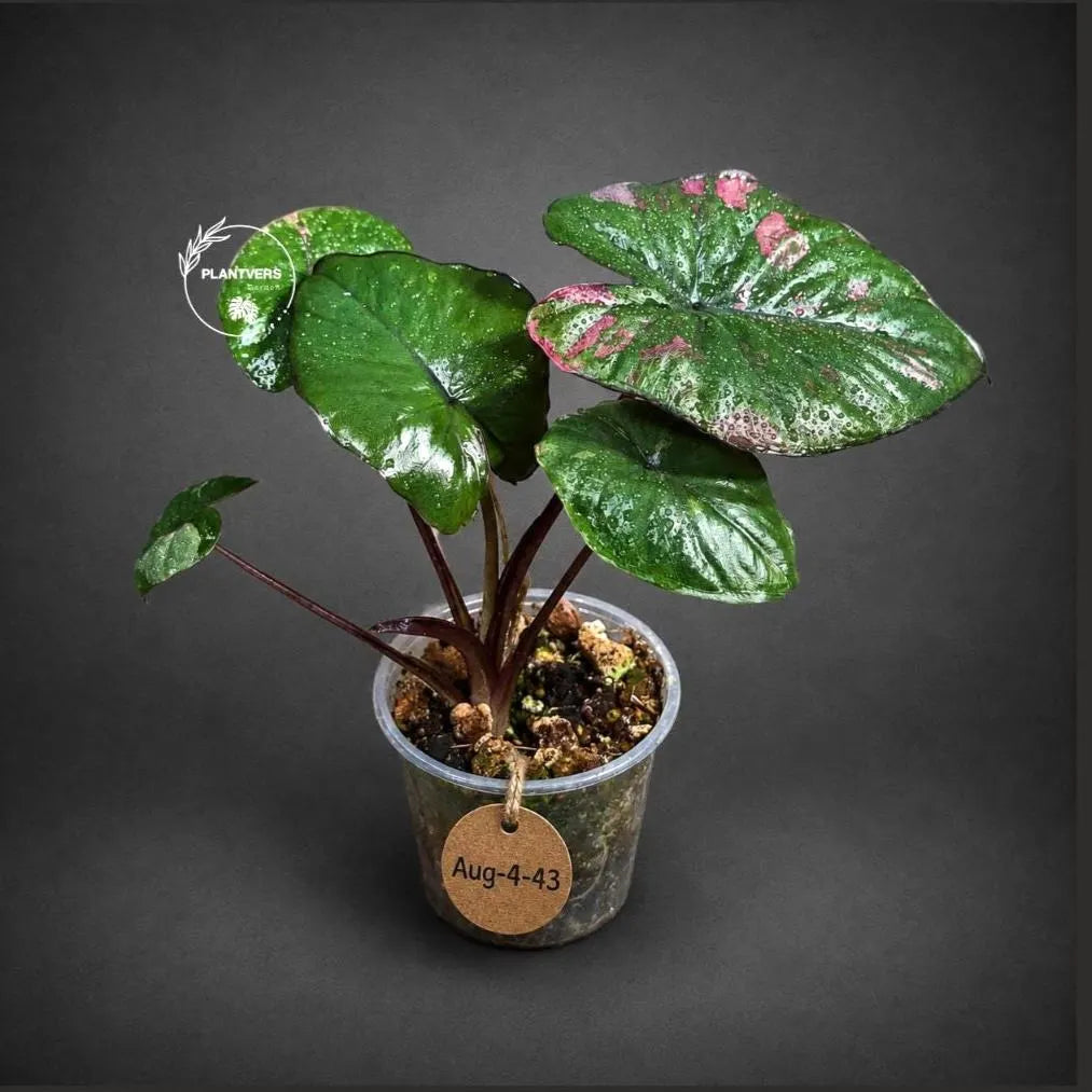 Alocasia Serendipity Pink Variegated - Collector's Aroid (Aug-4-43-ER)