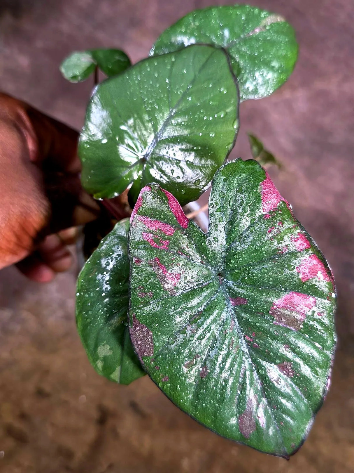 Alocasia Serendipity Pink Variegated - Collector's Aroid (Aug-4-43-ER)