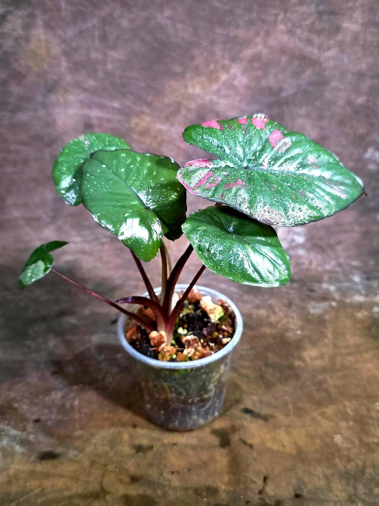 Alocasia Serendipity Pink Variegated - Collector's Aroid (Aug-4-43-ER)