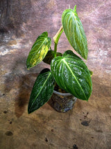 Variegated Philodendron Melanochrysum Live Plant (Aug-4-36-ER)