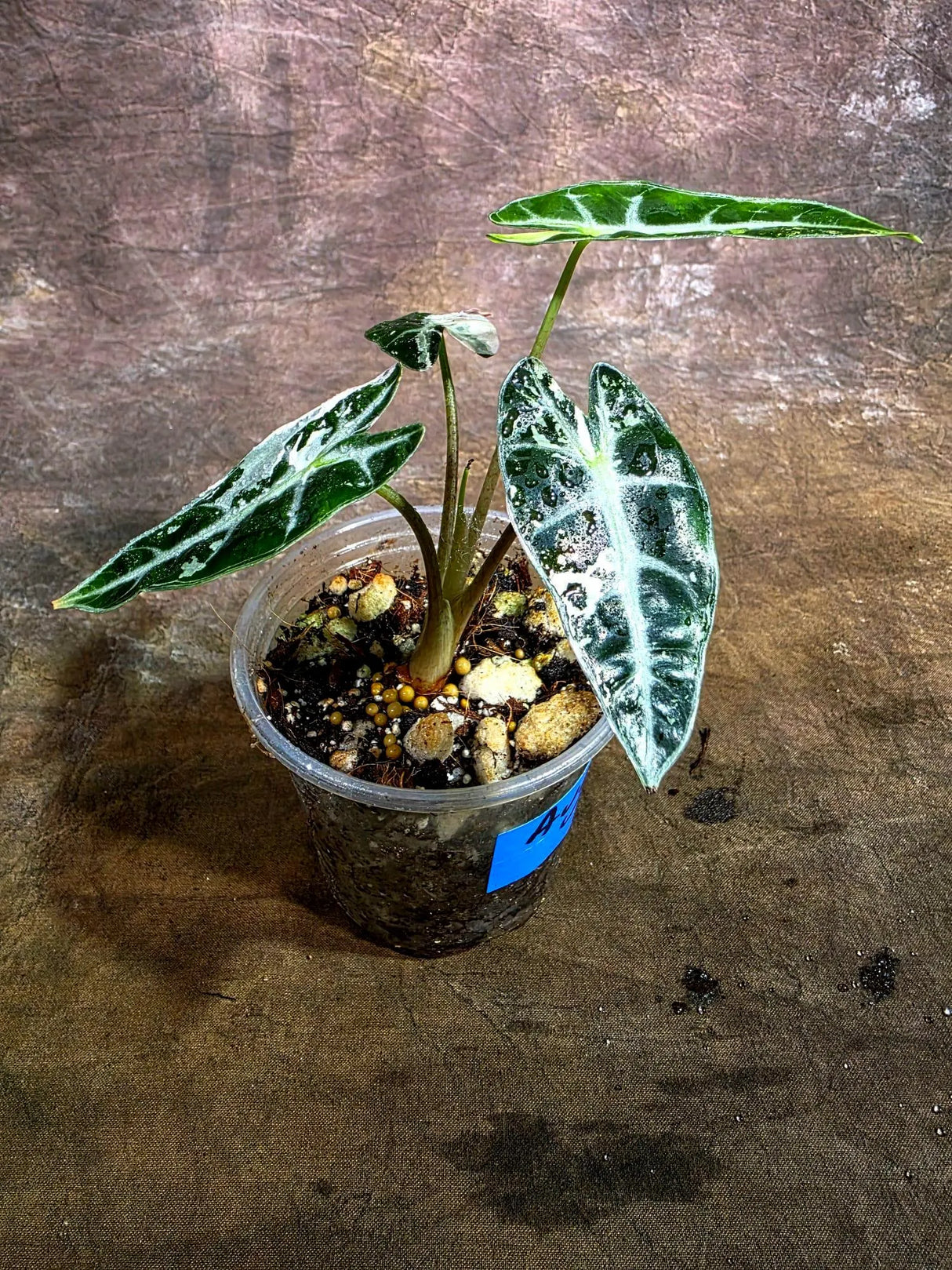 Rare Variegated Alocasia Bambino Pink - Pink Arrow Alocasia (Aug-4-35-ER )