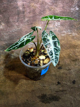 Rare Variegated Alocasia Bambino Pink - Pink Arrow Alocasia (Aug-4-35-ER )