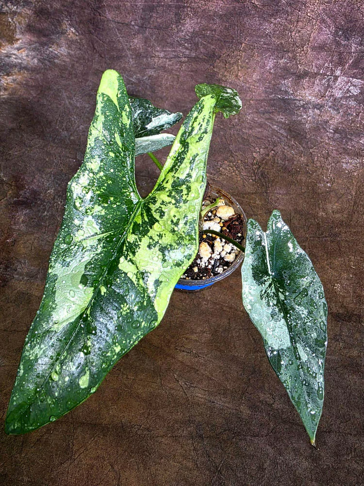 Alocasia Simpo Albo Variegated Live Plant -(Aug-4-32-ER)