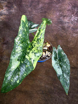 Alocasia Simpo Albo Variegated Live Plant -(Aug-4-32-ER)