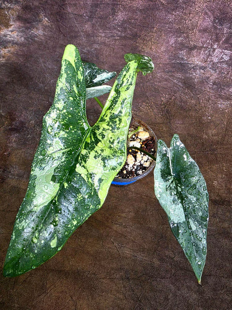 Alocasia Simpo Albo Variegated Live Plant -(Aug-4-32-ER)