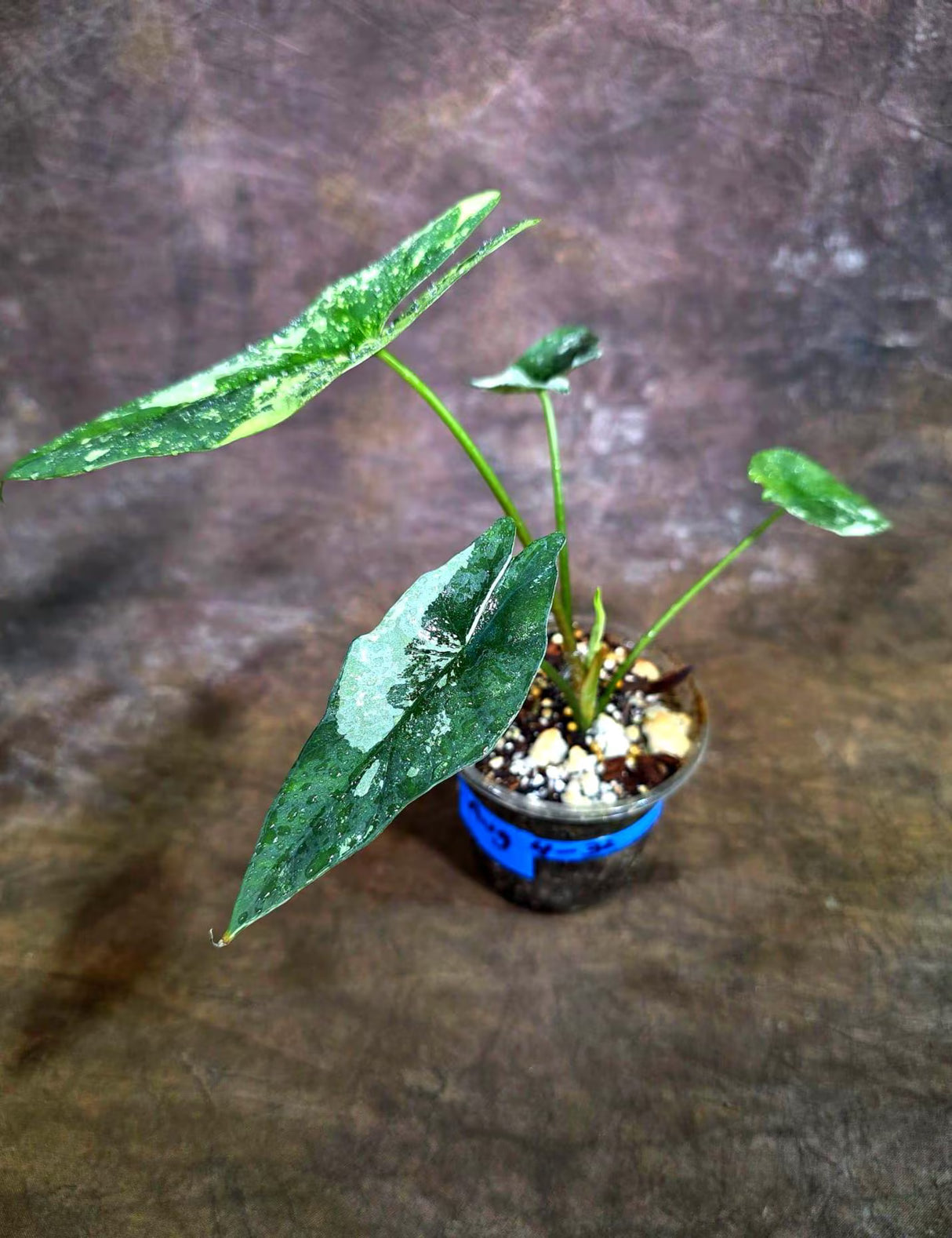 Alocasia Simpo Albo Variegated Live Plant -(Aug-4-32-ER)