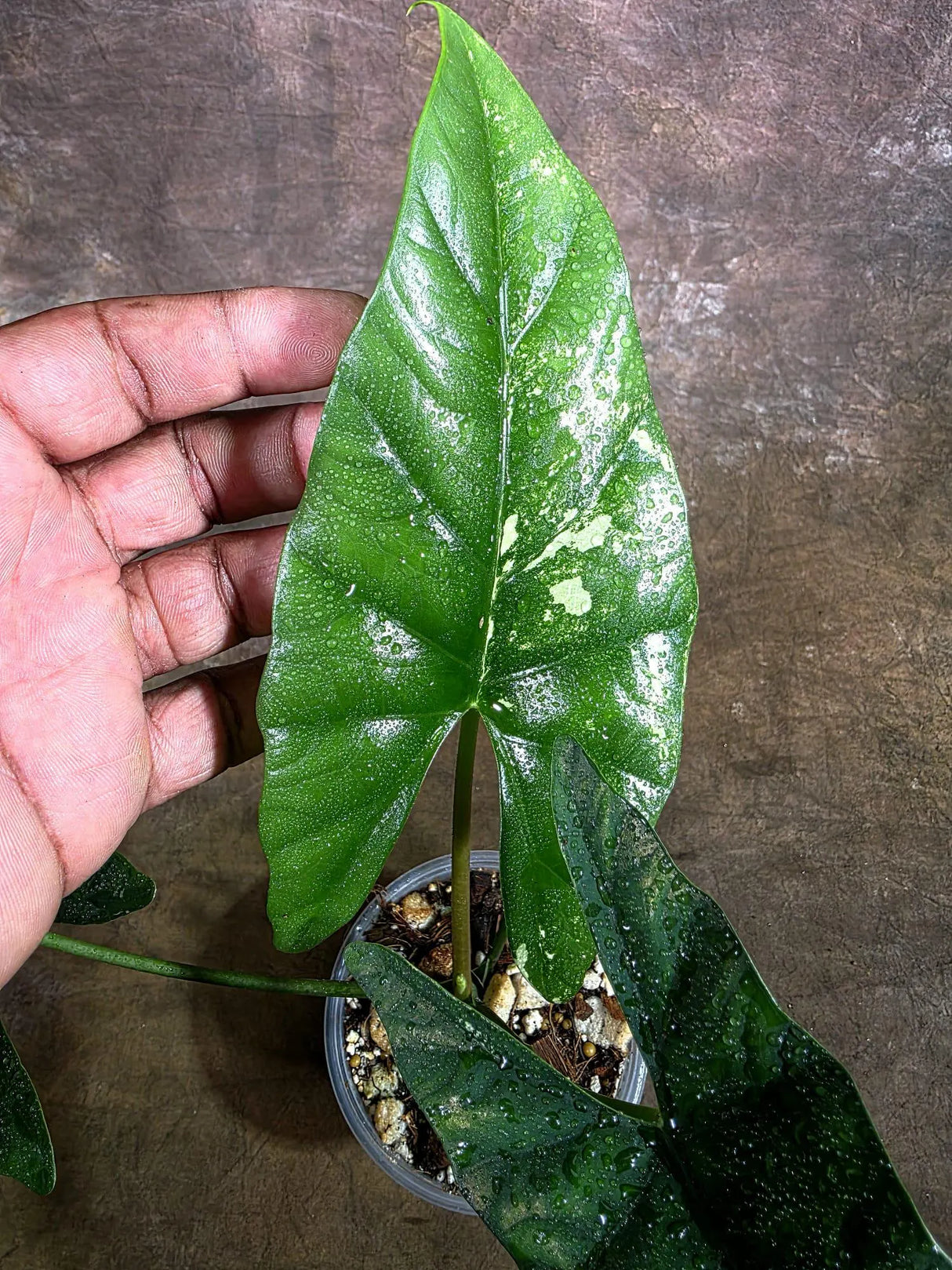 Alocasia Simpo Albo Variegated Live Plant - (Aug-4-34-ER)