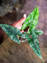 Alocasia Simpo Albo Variegated Live Plant - (Aug-4-34-ER)