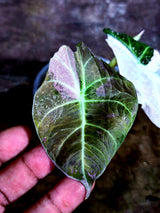 Alocasia Reginula Black Velvet Pink Variegated (Aug-4-59-ER)