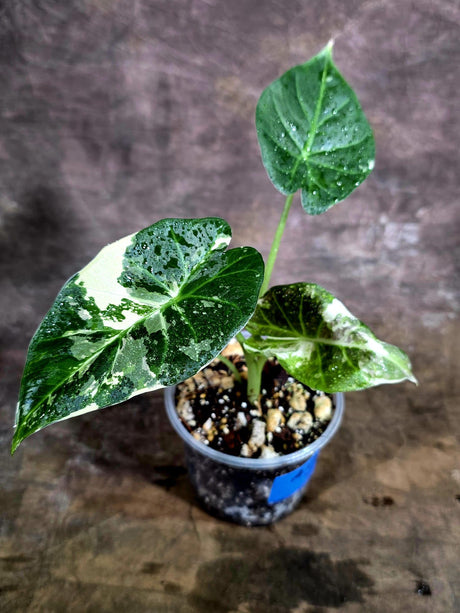 Alocasia Regal Albo Variegated Live Plant -(Aug-4-61-ER)