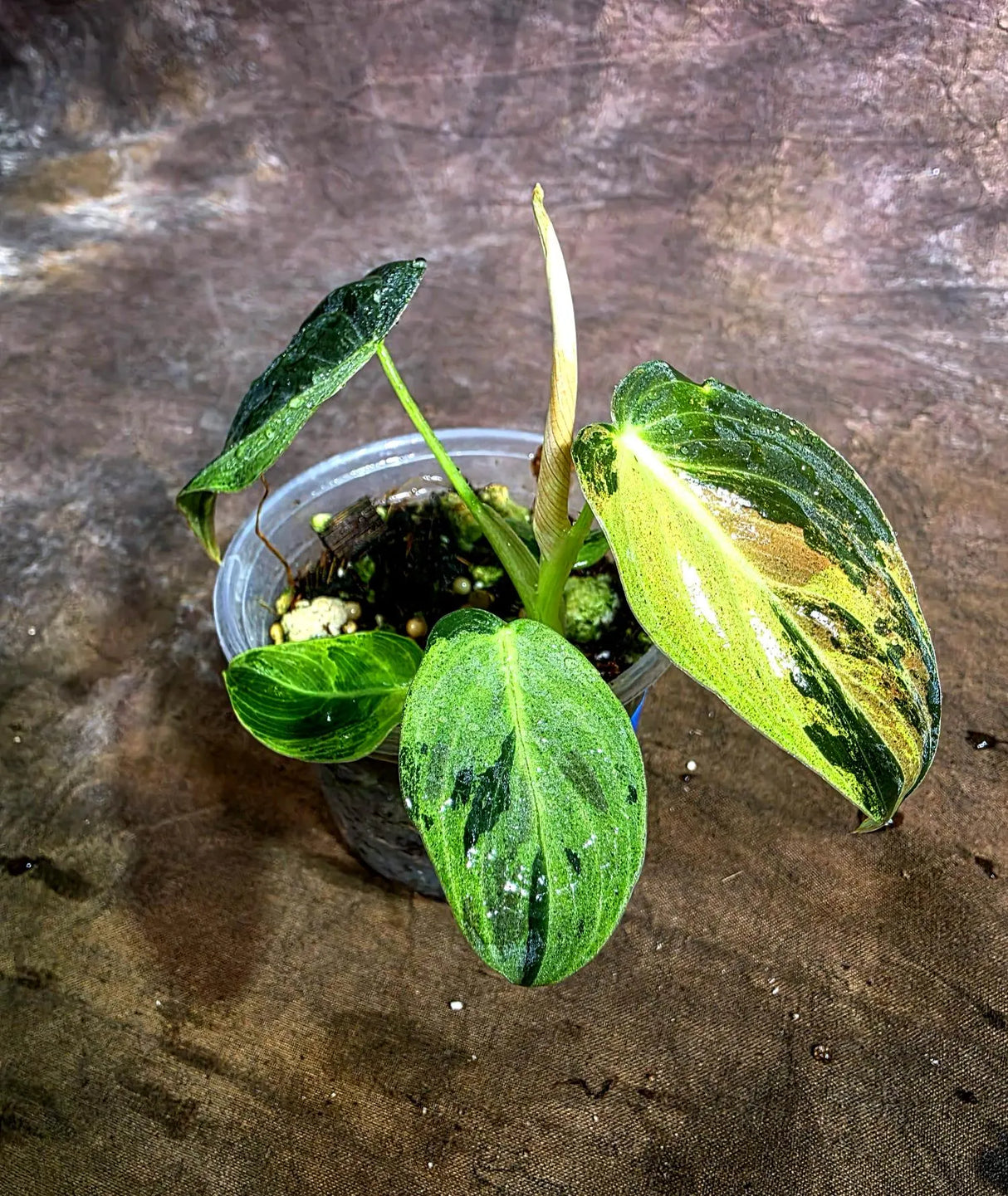 Variegated Philodendron Melanochrysum Live Plant(Aug-4-39)