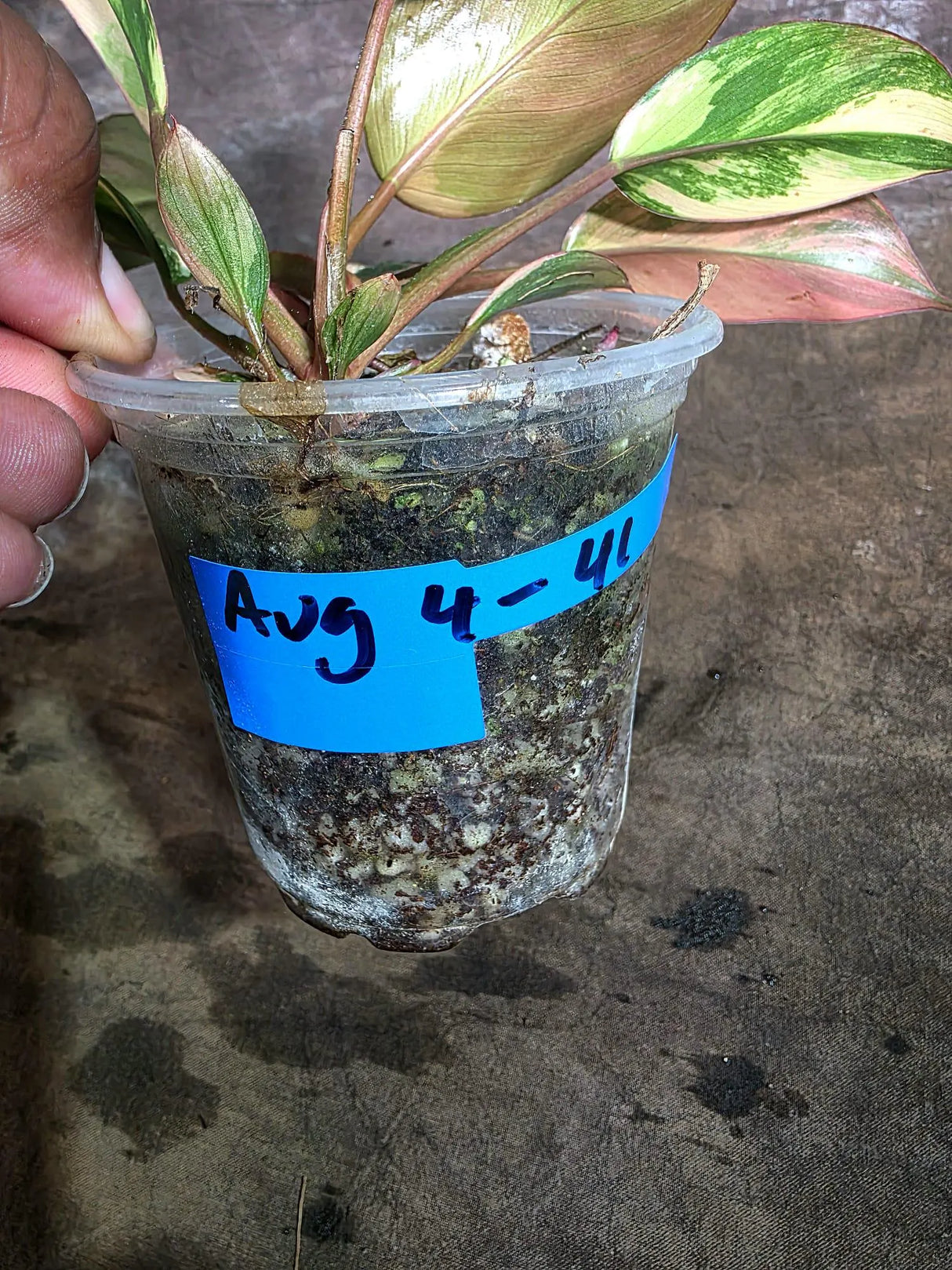 Yellow Congo Philodendron Variegated Live Plant (Aug-4-41-ER)