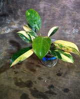 Yellow Congo Philodendron Variegated Live Plant (Aug-4-41-ER)