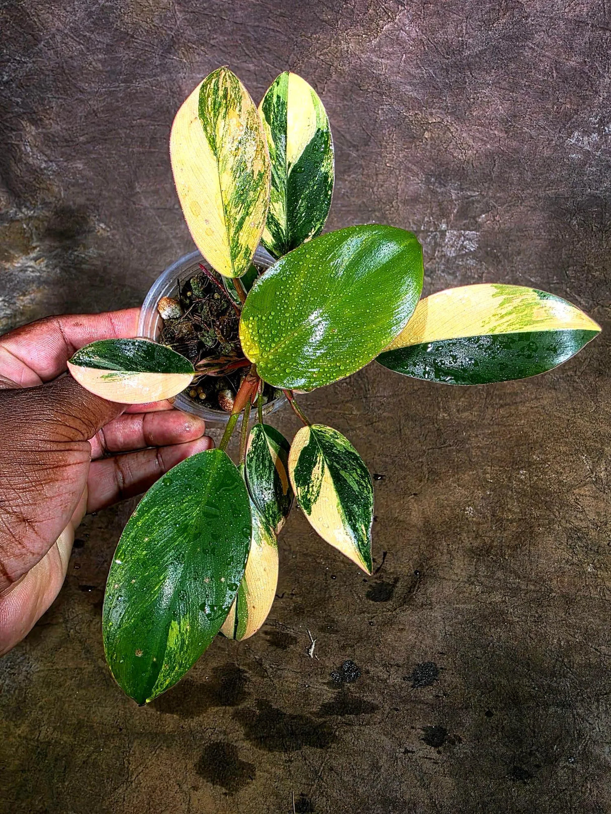 Yellow Congo Philodendron Variegated Live Plant (Aug-4-41-ER)