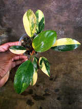 Yellow Congo Philodendron Variegated Live Plant (Aug-4-41-ER)