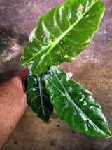 Rare Pink Alocasia Chantrieri Live Plant -(Aug-4-42-ER)