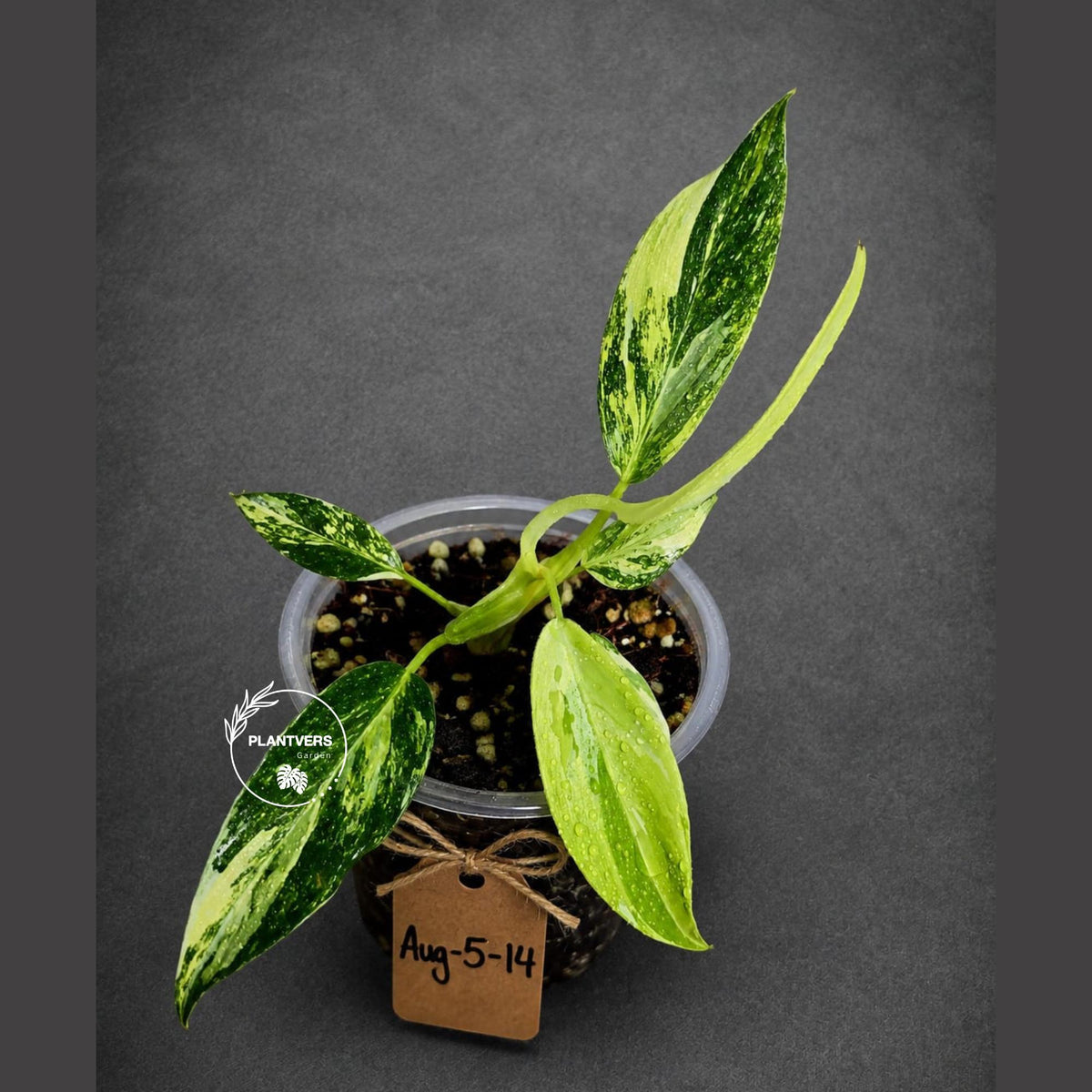 Variegated Philodendron White Princess Tricolor (Aug-5-14)