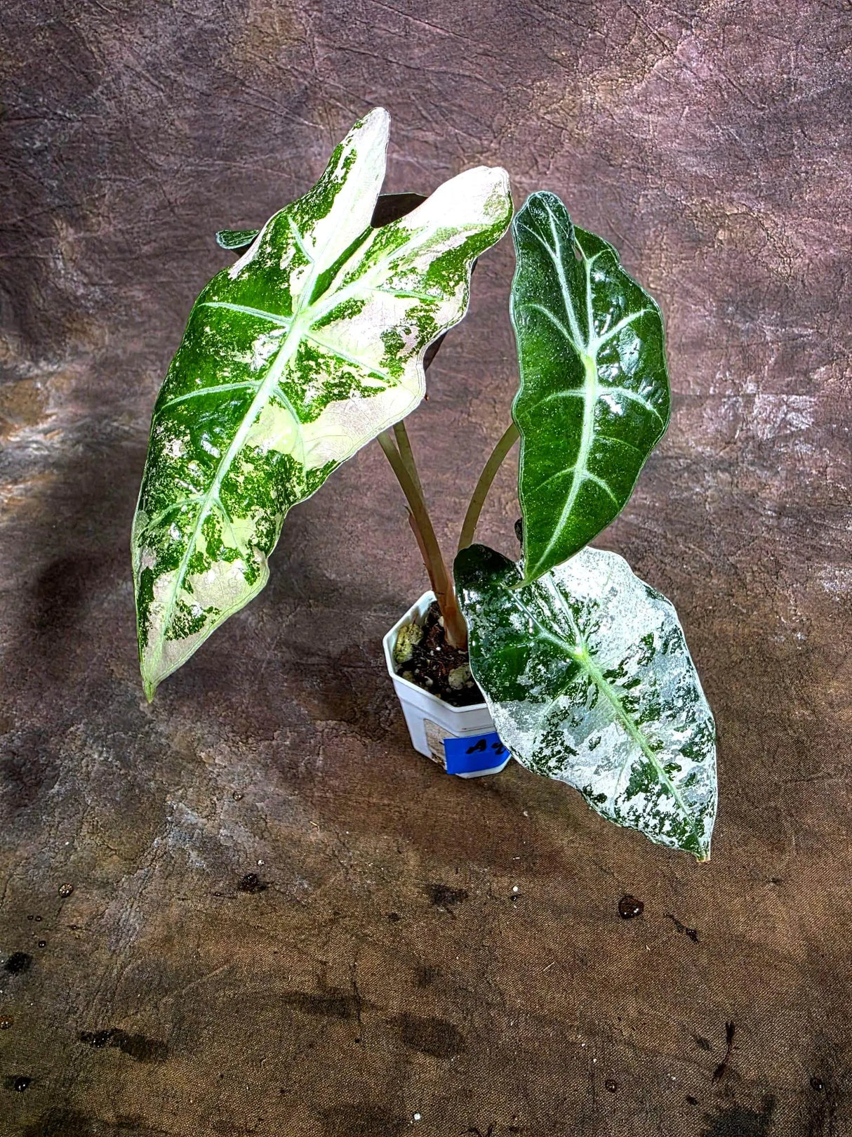 Alocasia Amazonica Albo Variegated Live Plant (Aug-4-40-ER)