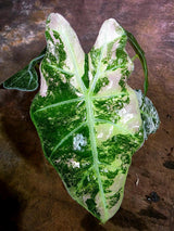 Alocasia Amazonica Albo Variegated Live Plant (Aug-4-40-ER)