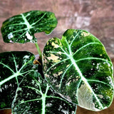 Alocasia Reginula Black Velvet Pink Variegated (Aug-4-50-ER)