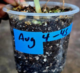 Alocasia Maharani Albo Variegated Live Plant - (Aug-4-45-ER)