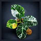 Alocasia Reginula Black Velvet Pink Variegated - (Aug-4-62-ER)