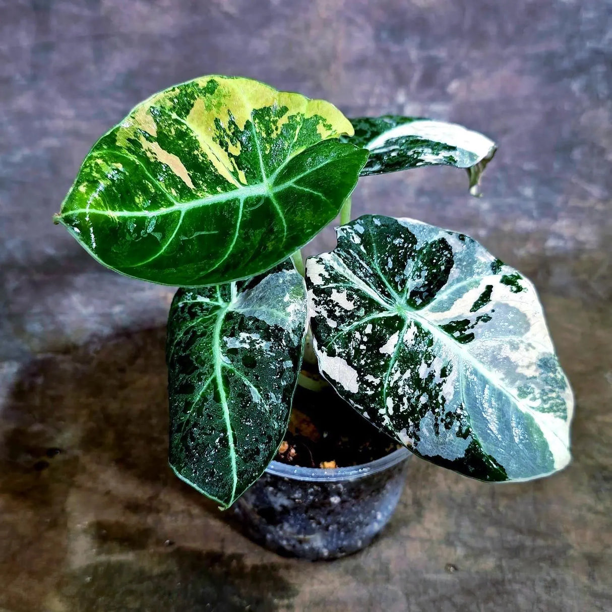 Alocasia Reginula Black Velvet Pink Variegated (Aug-4-58-ER)