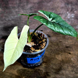 Alocasia Simpo Albo Variegated Live Plant (Aug-4-56-ER)