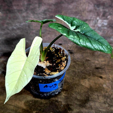 Alocasia Simpo Albo Variegated Live Plant (Aug-4-56-ER)